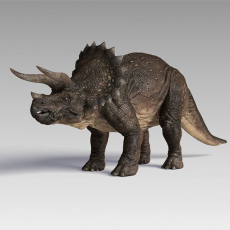 triceratops_var1_001-1